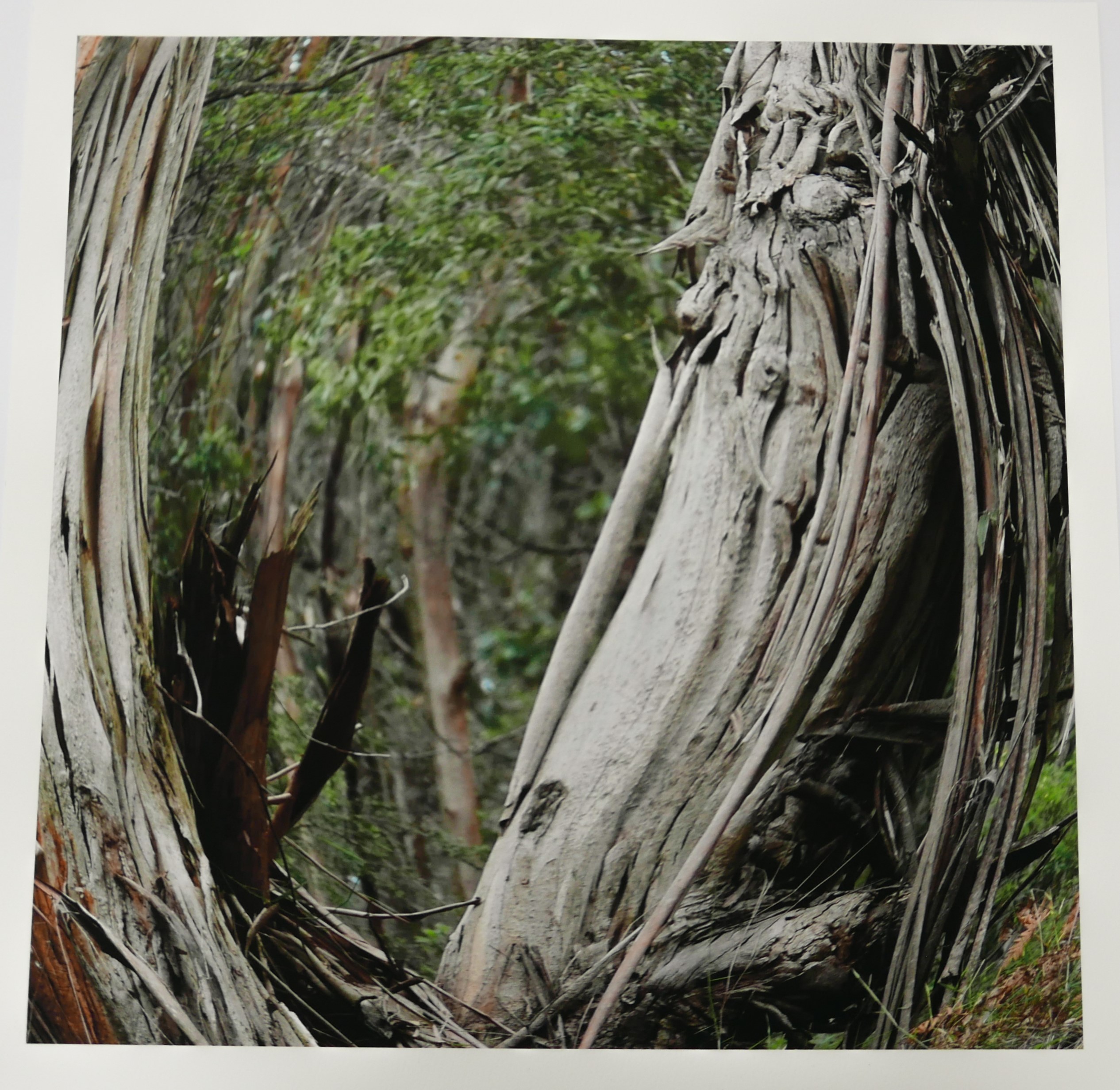 Womens Spirit (Gumbadik) - Work On Paper - Lisa Waup