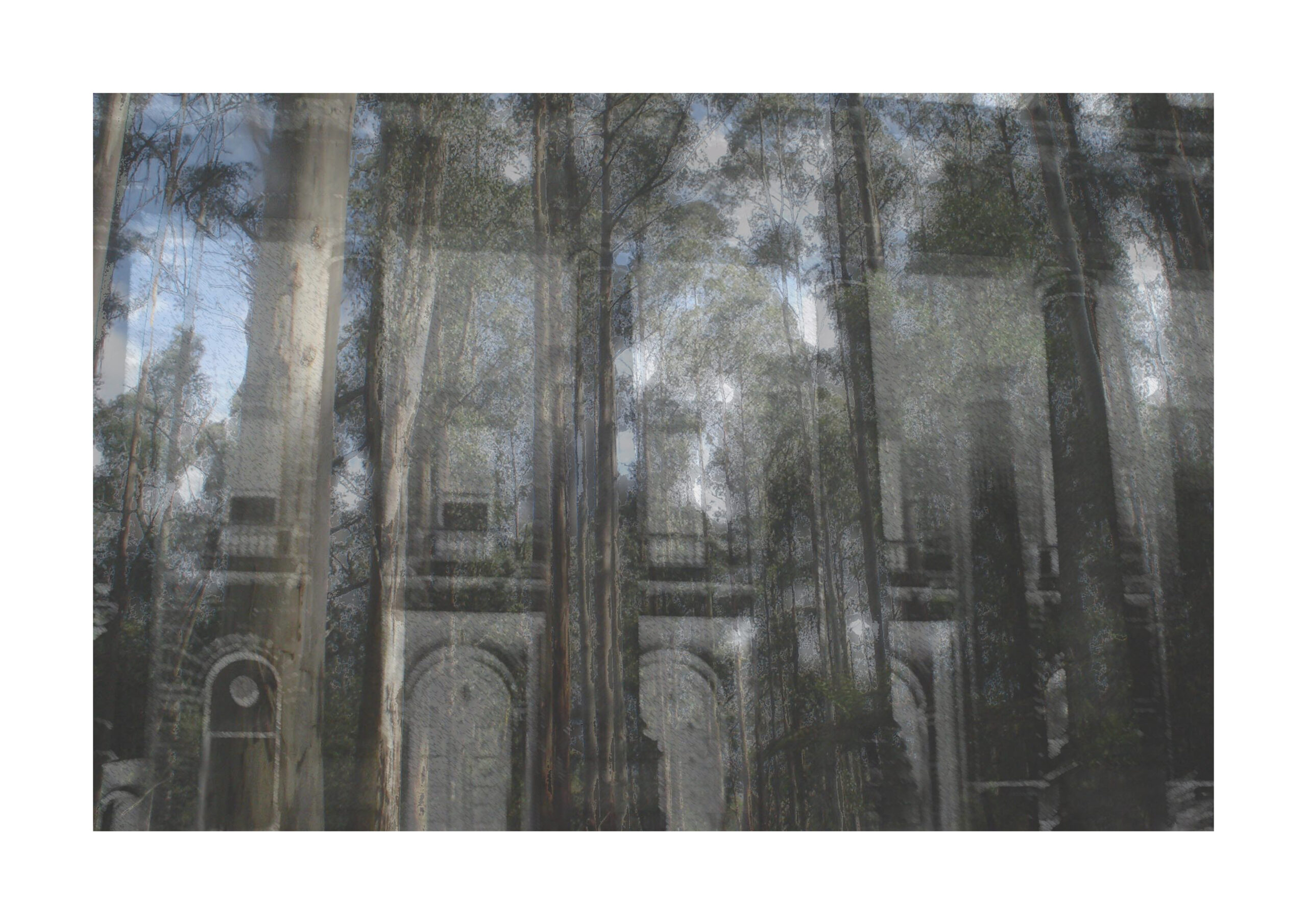 Parliament Forest 91 Parliament Forest 9 - Photography & Prints - Patsy Smith