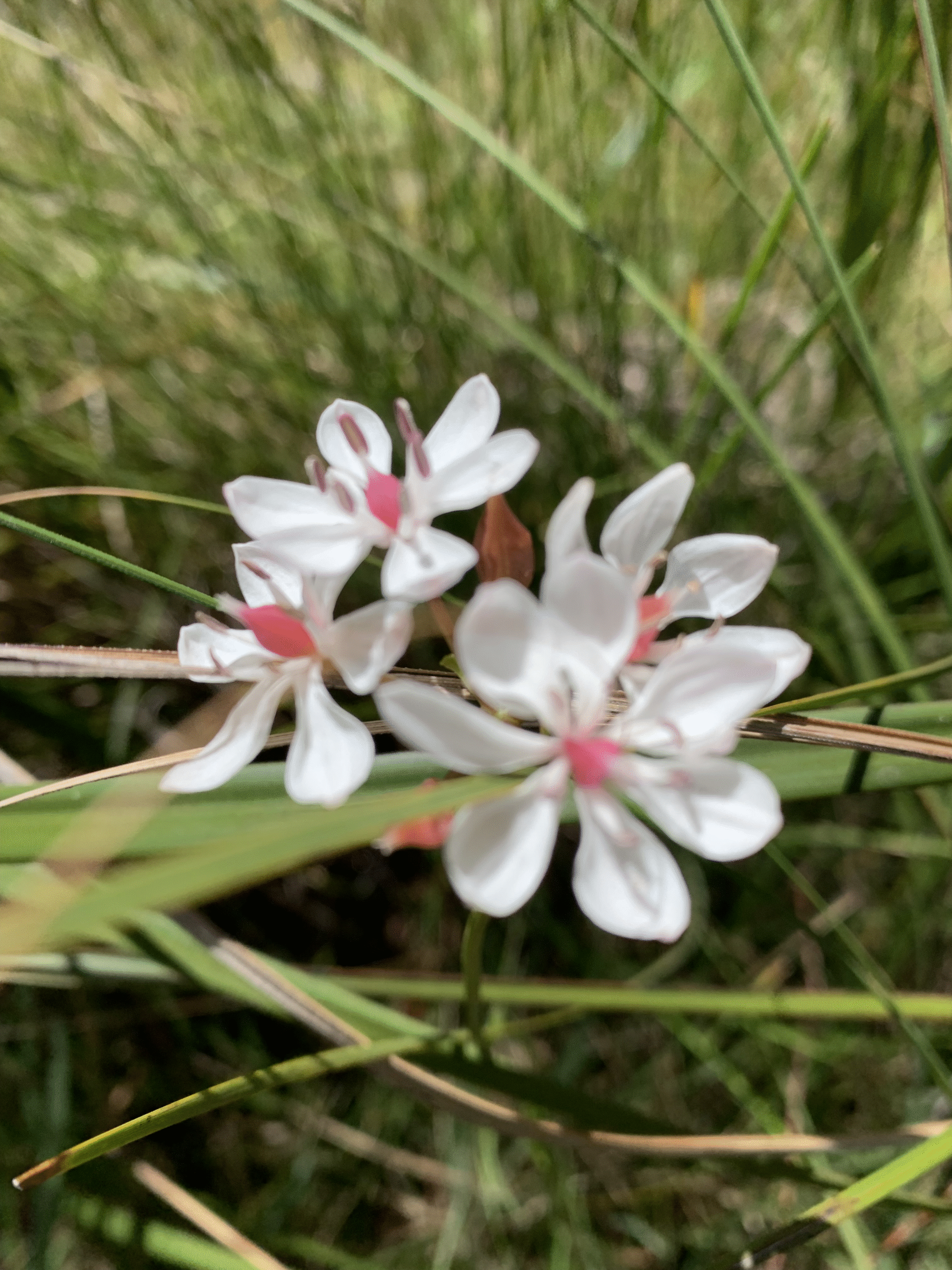 Milkmaid 1 96 Milkmaid 1 - Photography & Prints - Yvonne Luke