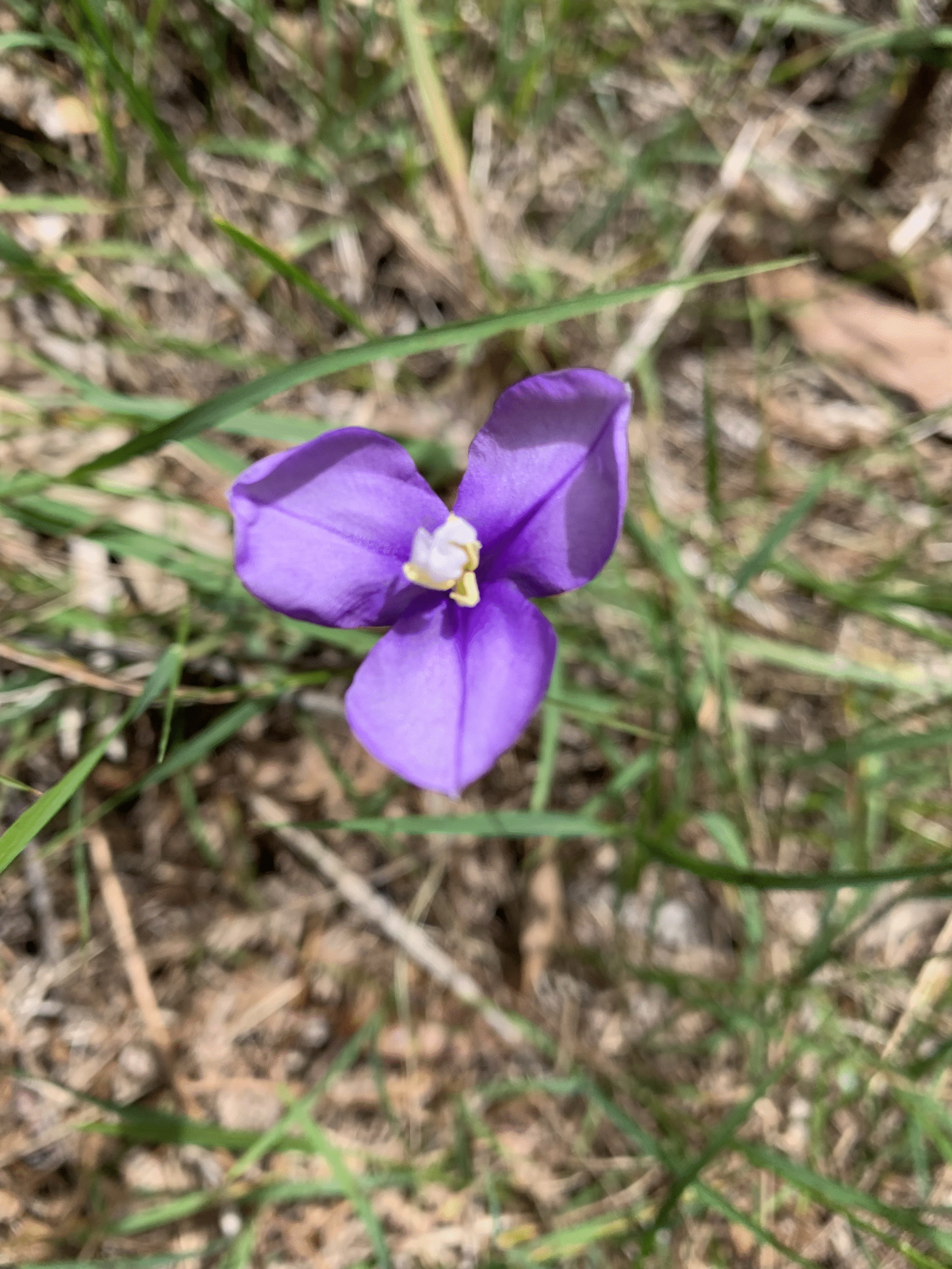 Native Iris 95 Native Iris - Photography & Prints - Yvonne Luke