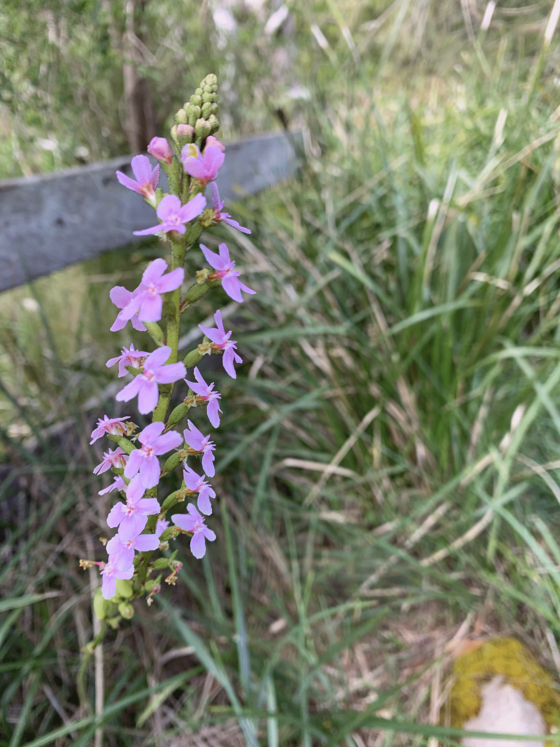 Trigger Plant 97 Trigger Plant - Photography & Prints - Yvonne Luke