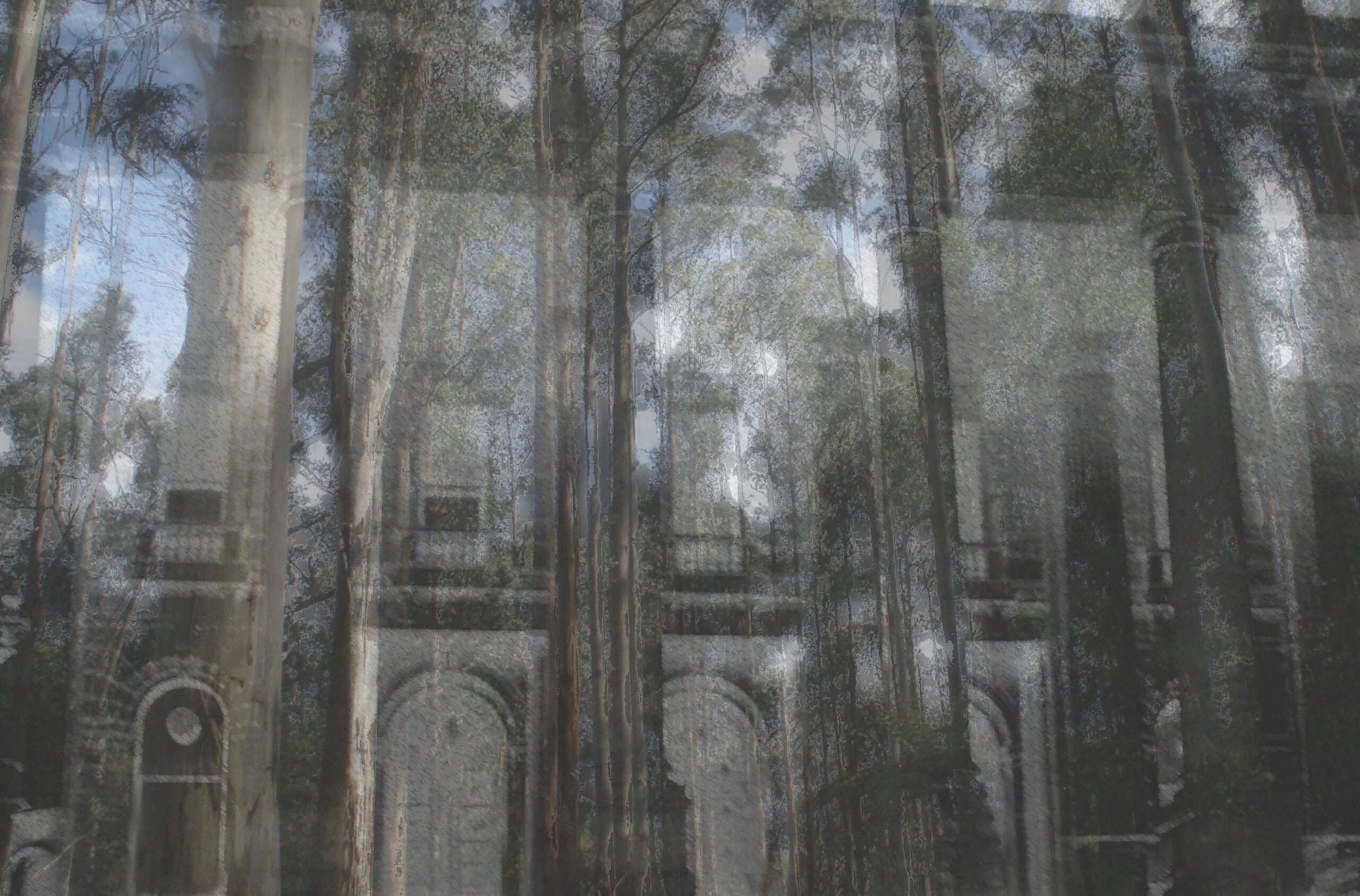 Parliament Forest 93 Parliament Forest - Photography & Prints - Patsy Smith