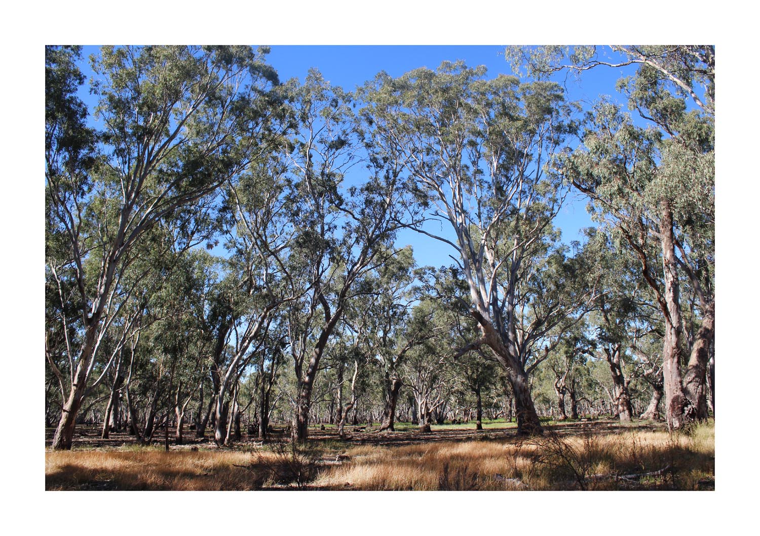 Taungurung Country 106 Taungurung Country - Photography & Prints - Eliza Mango