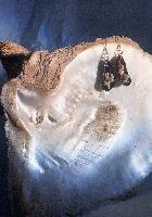 Rockpool Earrings - Jewellery - Ashleigh Pugh