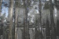 Parliament Forest - Digital Media - Aunty Patsy Smith