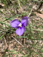 Native Iris - Digital Media - Aunty Yvonne Luke