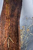 Echidna Quill w glass beads - Jewellery - Cassie Leatham