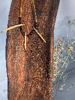 Echidna Quill w glass beads - Jewellery - Cassie Leatham