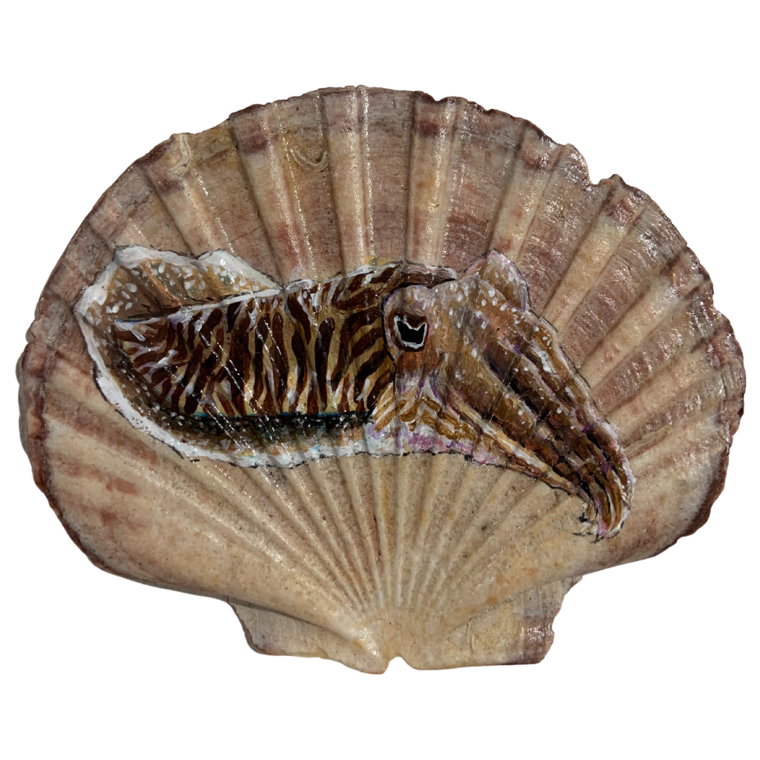 Cuttlefish on Shell - Painting - Ashleigh Pugh